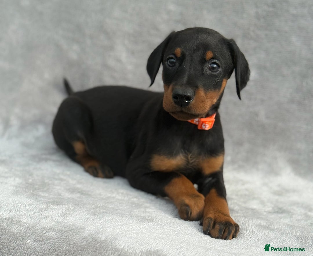 Dobermann dogs for sale: Kc Reg.European Blood lines Doberman Puppies - Image 16