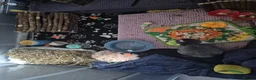 Netherland Dwarf rabbits for sale: Netherland dwarf rabbit ( bugs ) in Leeds - Advert 3
