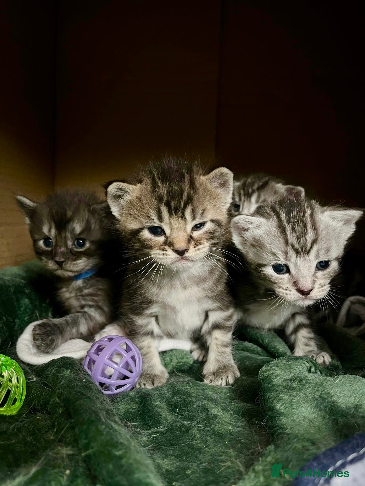 Maine Coon cats Last 2 kittens available  - Advert 4