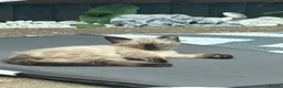 Siamese cats for sale: 2 beautiful kittens for sale a mixed breed  in London - Advert 5