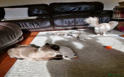 Ragdoll cats for sale: Ragdoll Kittens Available  - Image 22