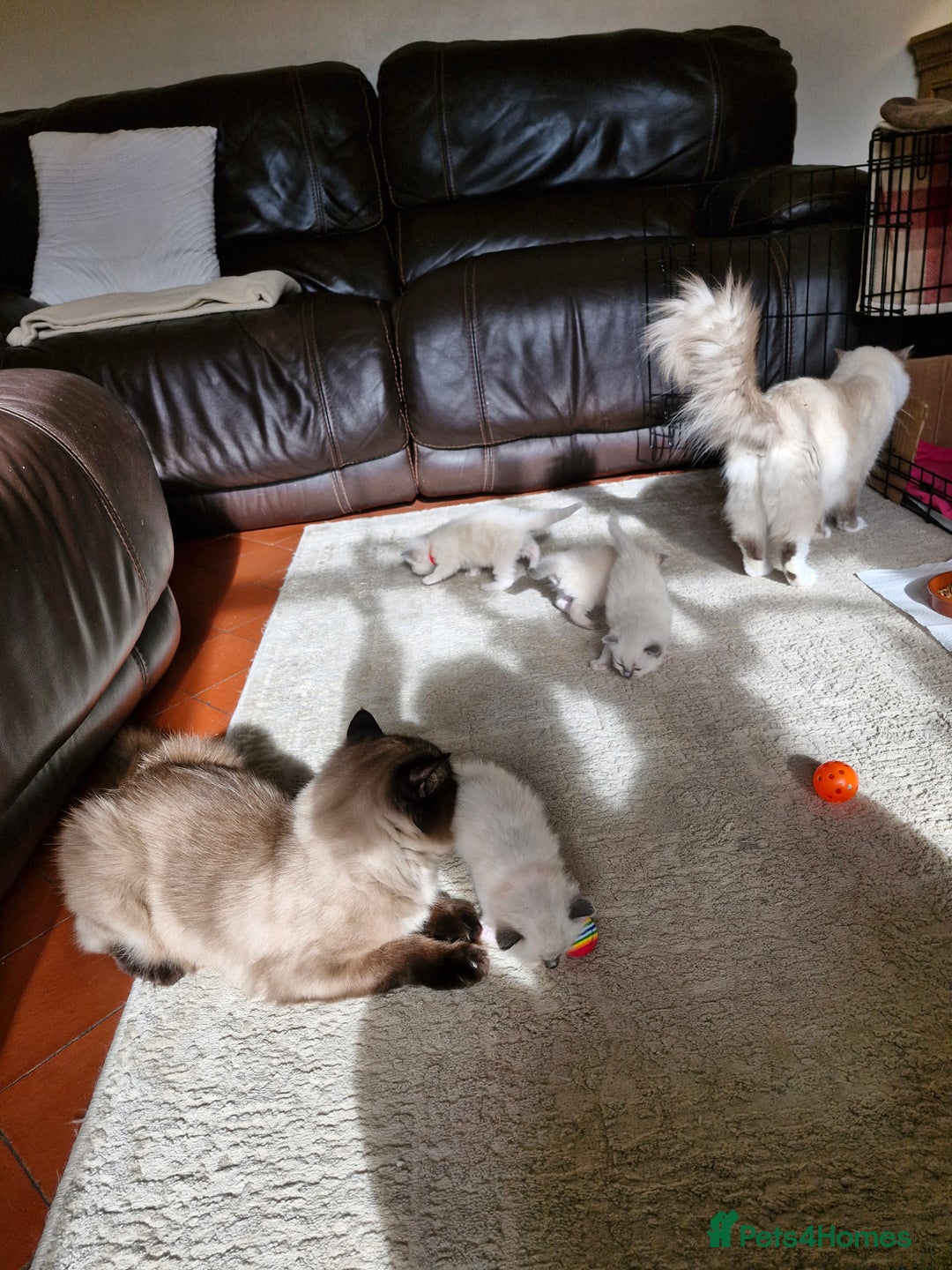 Ragdoll cats for sale: Ragdoll Kittens Available  - Image 22