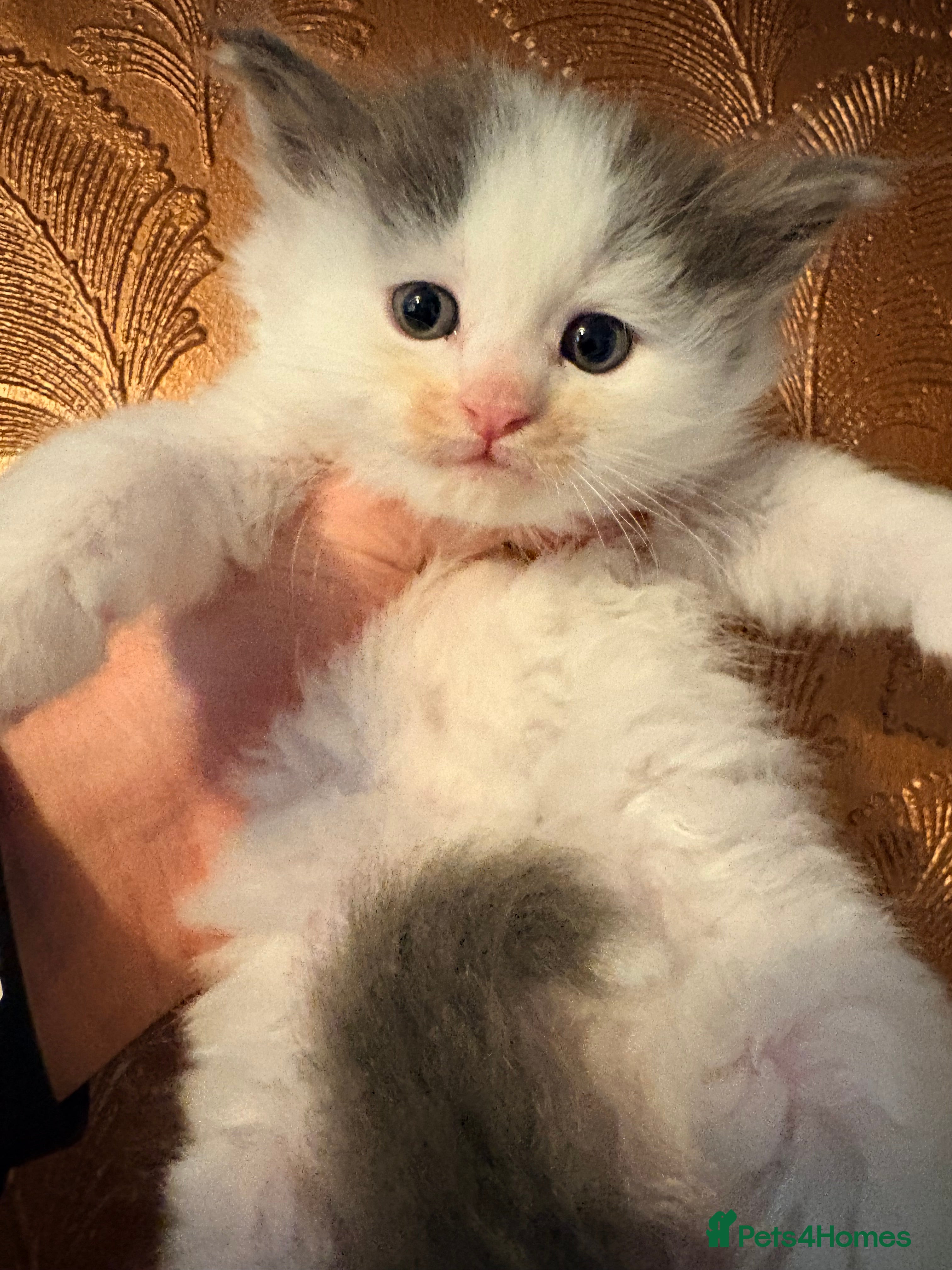 Mixed Breed cats Super cute Mainecoon x Persian  - Advert 2