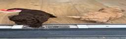 Cockapoo dogs for sale: 1x Chocolate  Female cockapoo  in Bolton - Advert 4