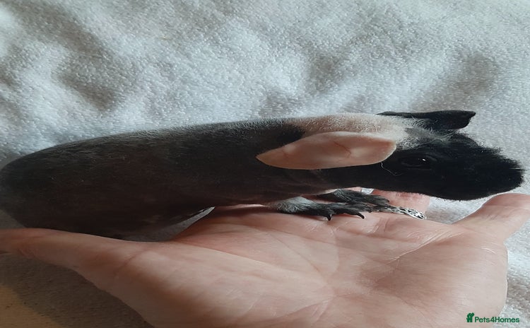 Guinea Pig rodents - Advert 13