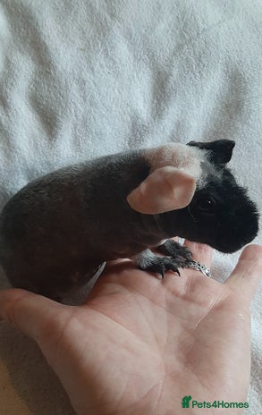 Guinea Pig rodents - Advert 13