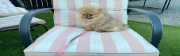 Pomeranian dogs for sale: pomaranian puppy for sale  - Advert 4