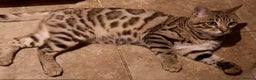 Bengal cats for sale: STUNNING GLITTER PELTED TICA REG BENGAL KITTENS - Advert 2