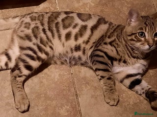 Bengal cats - Advert 14