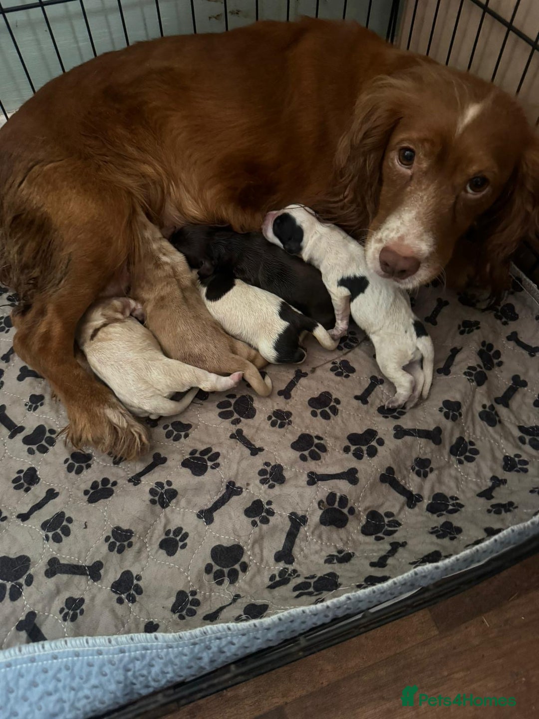 Sprocker dogs for sale: Sprocker puppies - Image 9
