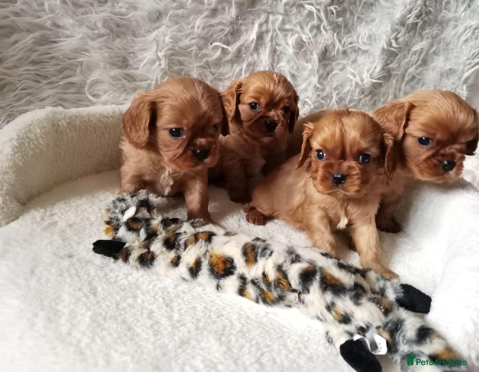 Cavalier King Charles Spaniel dogs Ruby KC registered and DNA tested cavalier boys - Advert 1