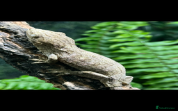 Gecko reptiles for sale: 2 Baby Leachianus Geckos - Image 6