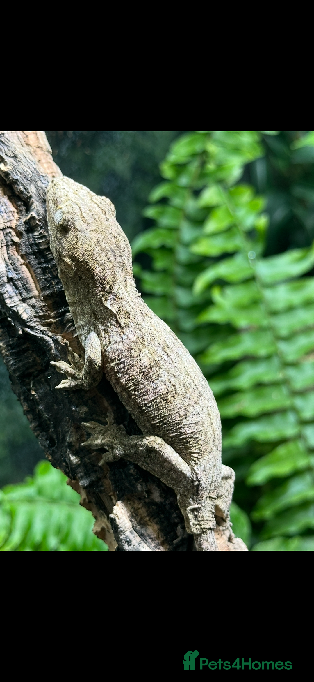 Gecko reptiles for sale: 2 Baby Leachianus Geckos - Image 6