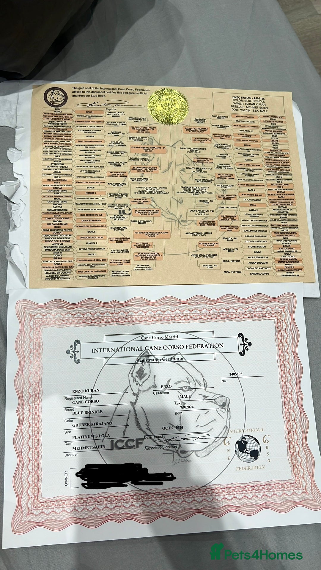 Cane Corso dogs for sale: Rehoming Enzo - Advert 4