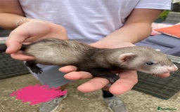 Ferret rodents for sale: Ferrets for sale - Image 9
