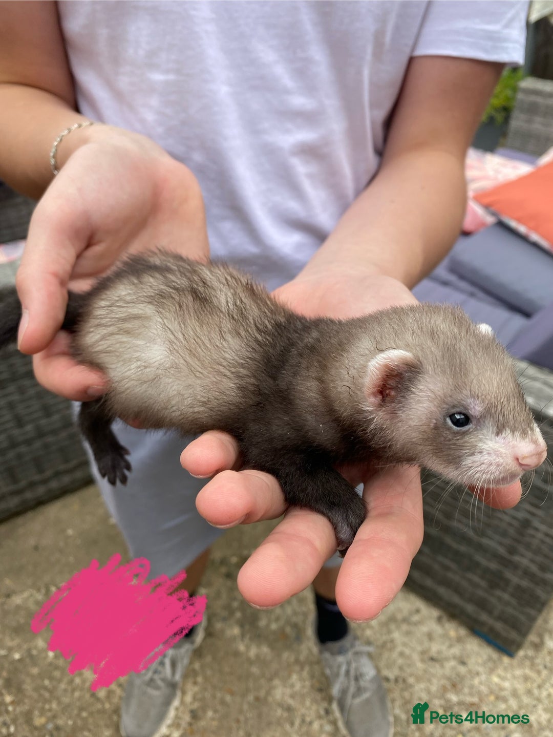 Ferret rodents for sale: Ferrets for sale - Image 9