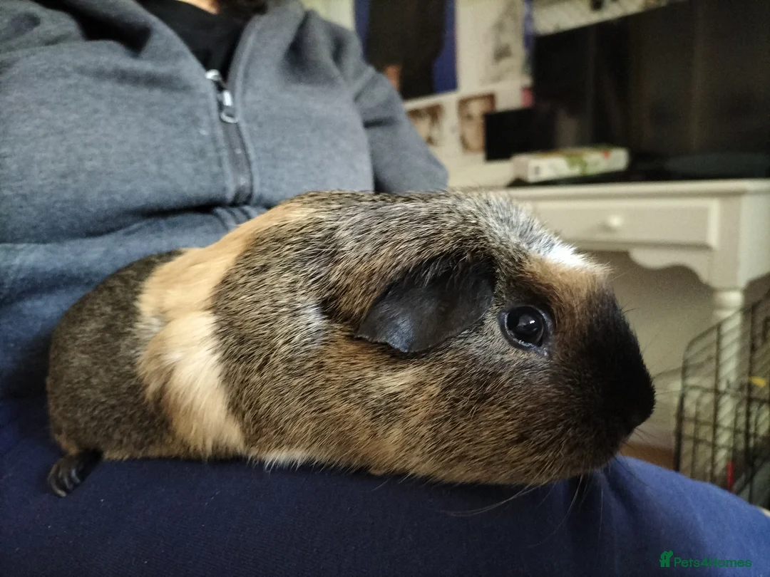 Guinea Pig rodents for sale: 2 male guinnea pigs in need of rehoming urgently  in High Wycombe - Advert 3