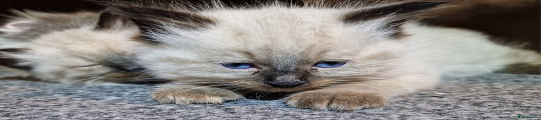 Kitten 3