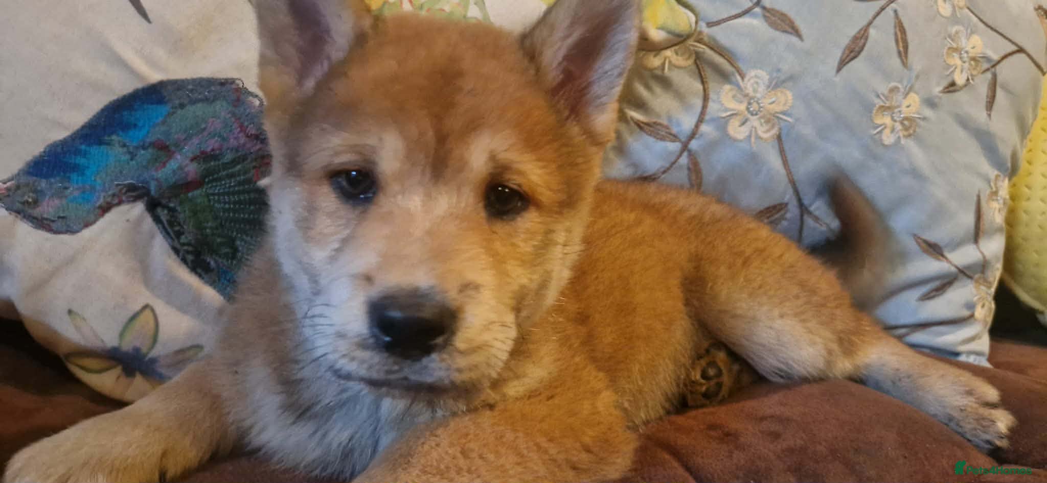 Mixed Breed dogs Gorgeous Chowski boy - Advert 8
