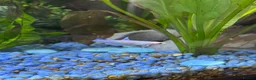 Bettas fish for sale: Mixed betta fish  - Advert 30