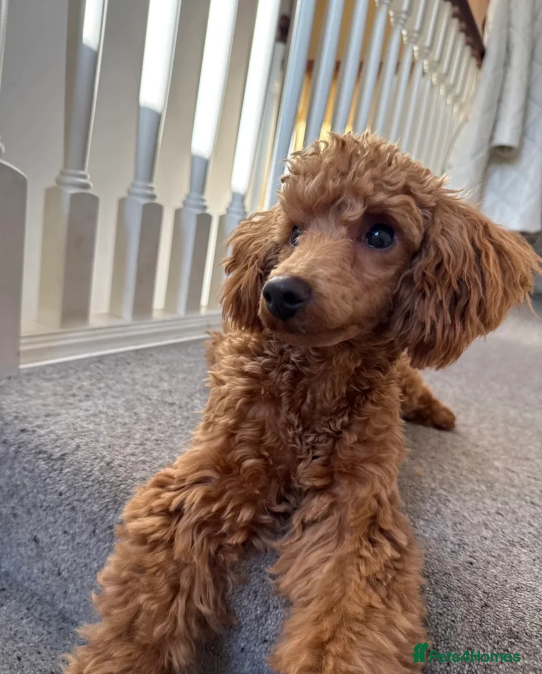 Miniature Poodle dogs for sale: Red miniature poodle male - Advert 1
