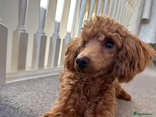 Miniature Poodle dogs Red miniature poodle male - Advert 1