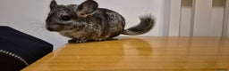 Chinchilla rodents for sale: Baby Chinchilla Kit - Manchester area - Advert 6
