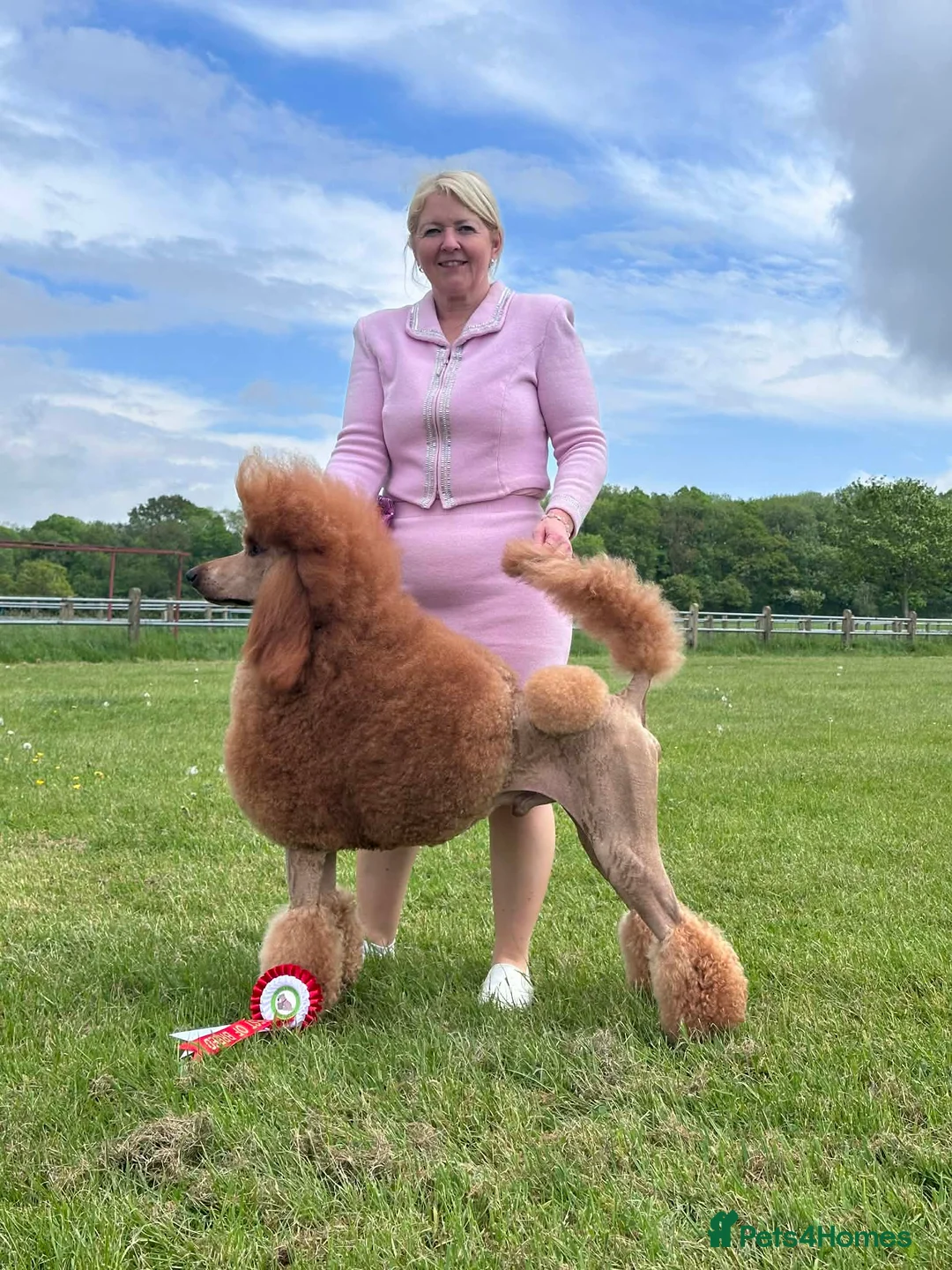 Standard Poodle dogs for stud: Red Standard Poodle Stud - Advert 2