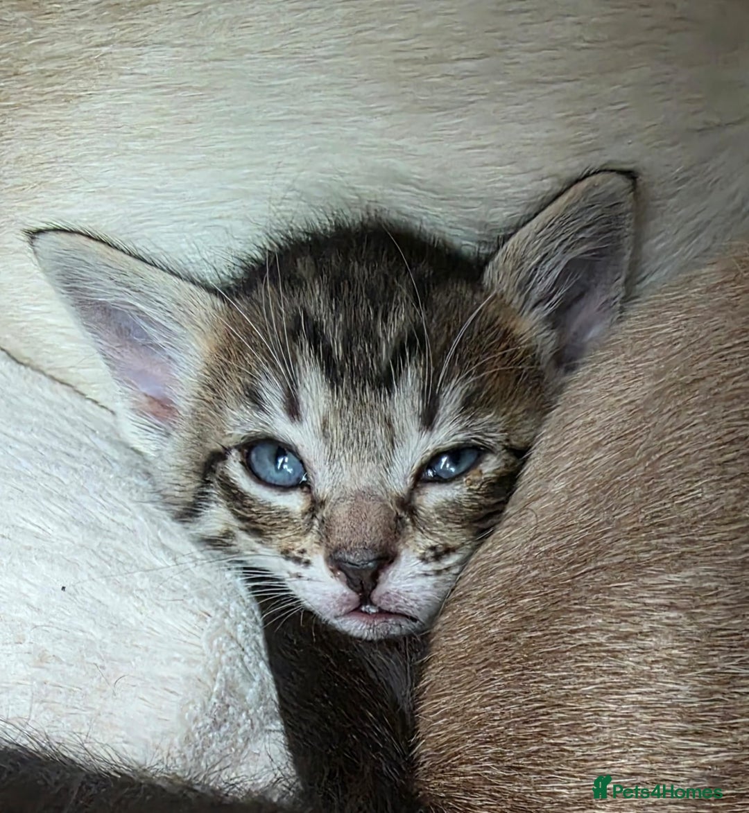 Mixed Breed cats for sale: Stunning Siamese x Bengal Kittens Ready Now - Advert 7