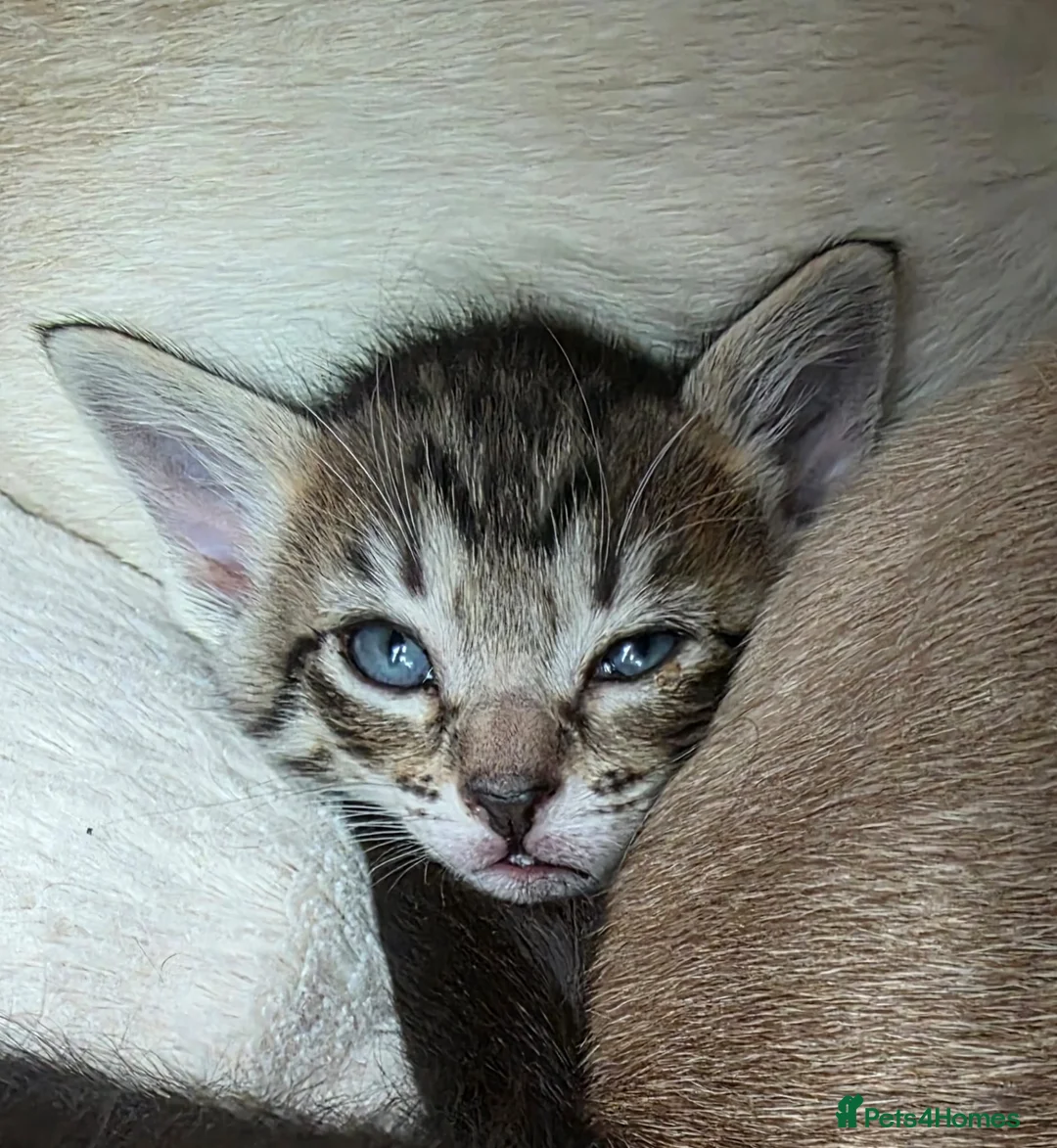 Mixed Breed cats for sale: Stunning Siamese x Bengal Kittens Ready Now - Advert 3