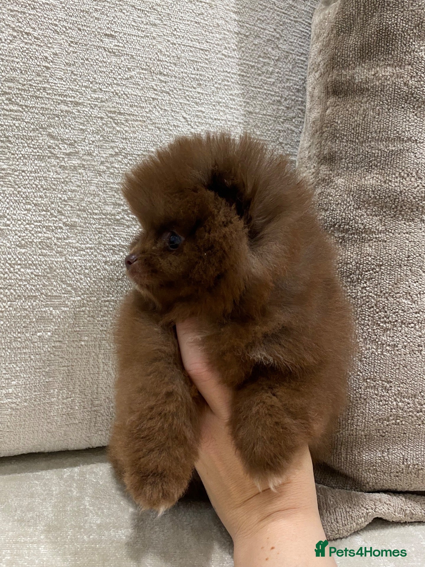 Pomeranian dogs BEAUTIFUL TINY TEDDY BEAR FACES POMERANIAN PUPPYS  - Advert 5