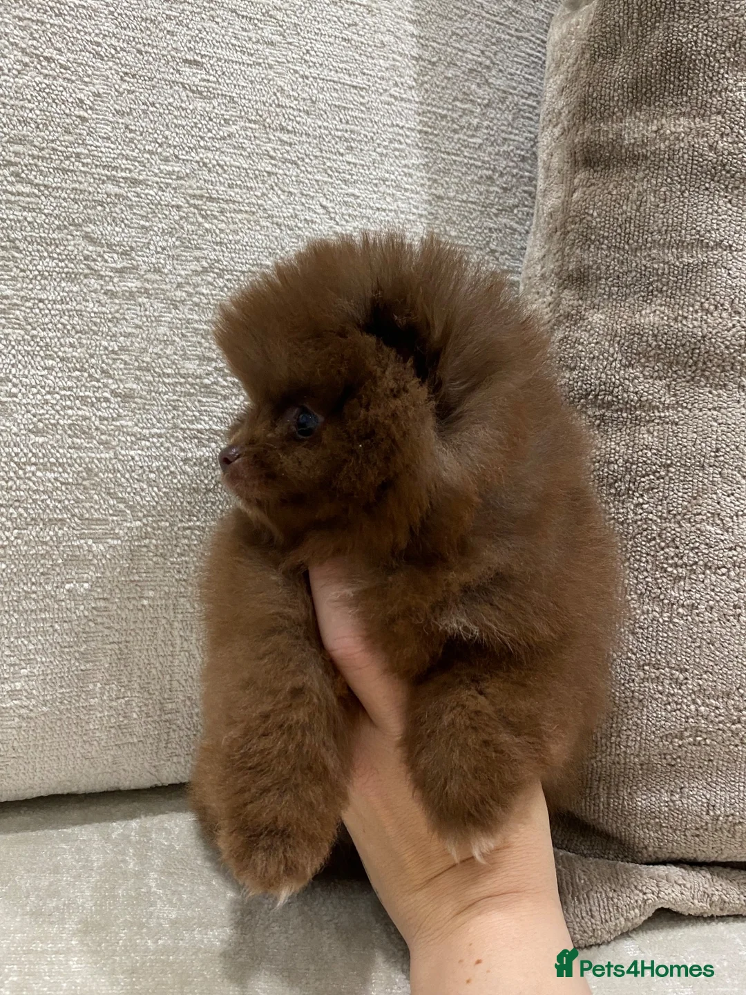 Pomeranian dogs for sale: BEAUTIFUL TINY TEDDY BEAR FACES POMERANIAN PUPPYS  in Airdrie - Advert 1