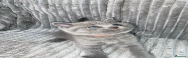 British Shorthair 1
