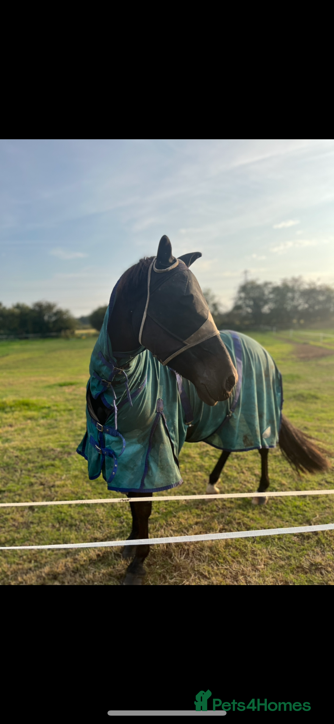 Appaloosa horses for sale: companion home  - Image 4