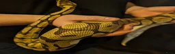 Python Snake reptiles for sale: Ball python collection downsize - Advert 5