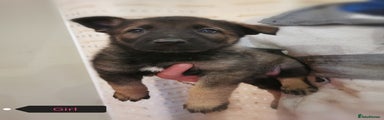 Belgian Shepherd Dog Puppy 11