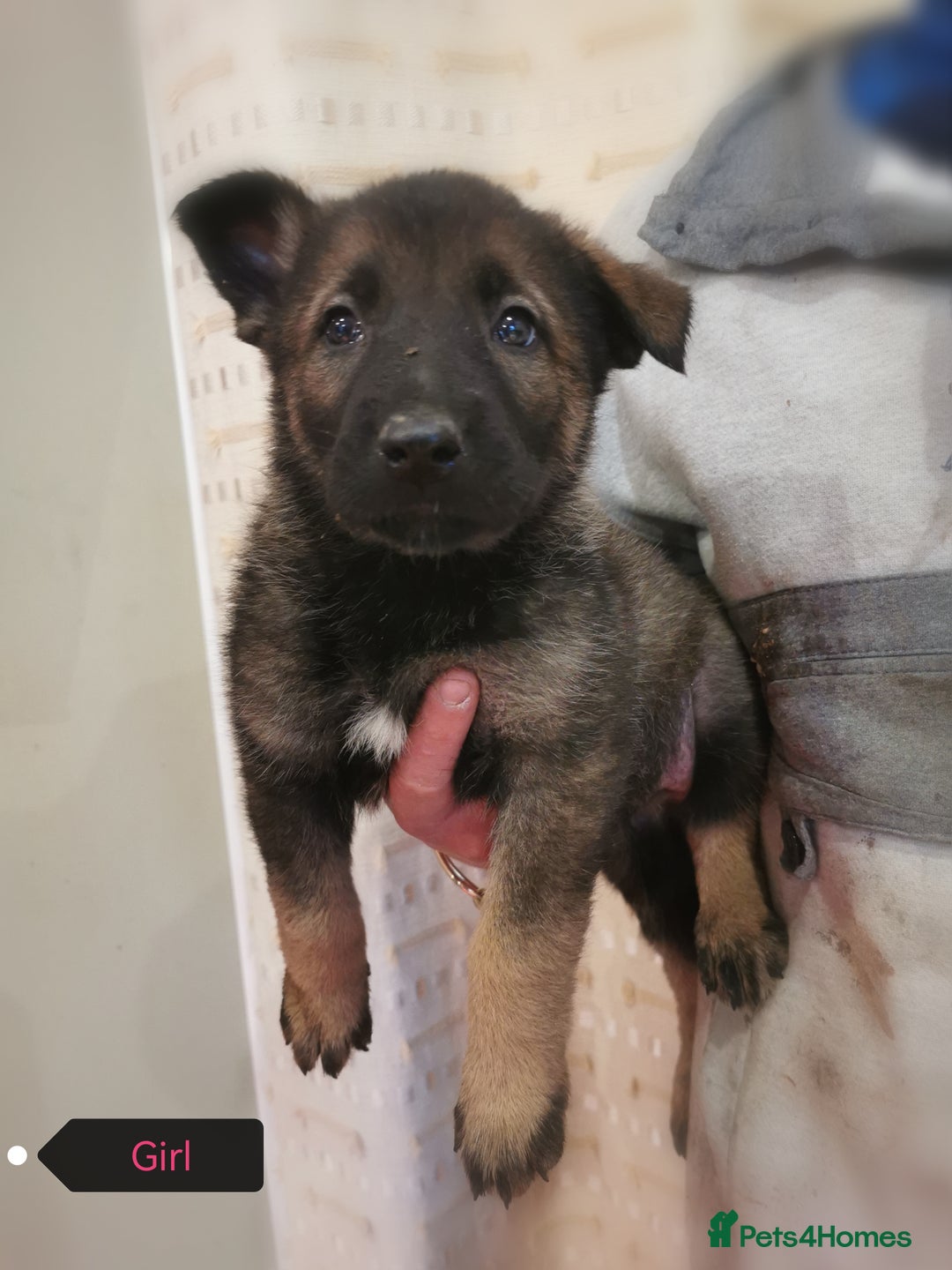 Belgian Shepherd Dog dogs for sale: Belgian malinois cross Czech Shepherd  - Advert 19