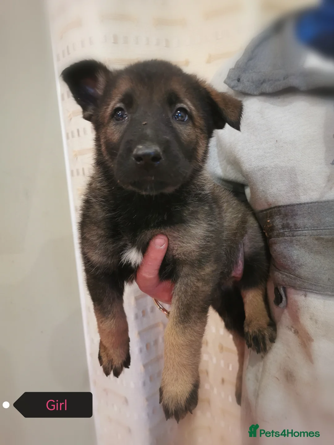 Belgian Shepherd Dog dogs for sale: Belgian malinois cross Czech Shepherd  - Advert 18