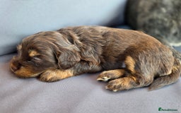 Yorkshire Terrier dogs for sale: Chocolate Yorkshire Terrier  - Image 11