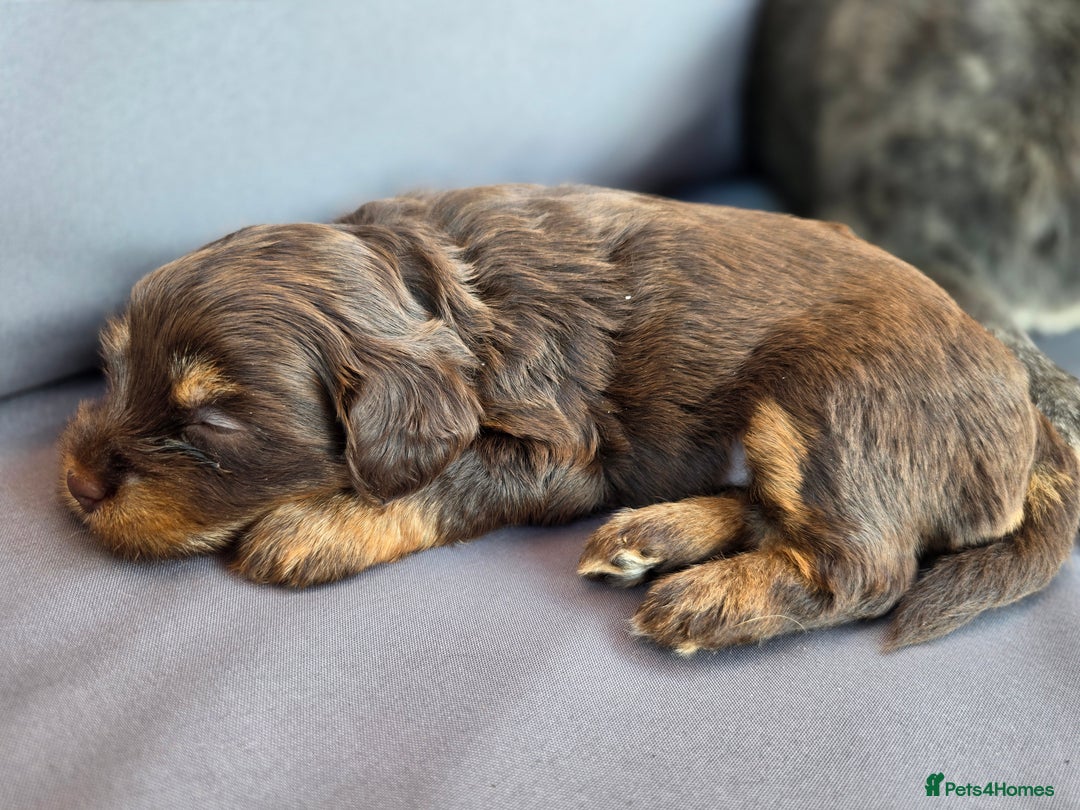 Yorkshire Terrier dogs for sale: Chocolate Yorkshire Terrier  - Image 11