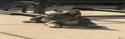 French Bulldog dogs for sale: (REDUCED READY NOW) french bulldog puppies - Advert 13