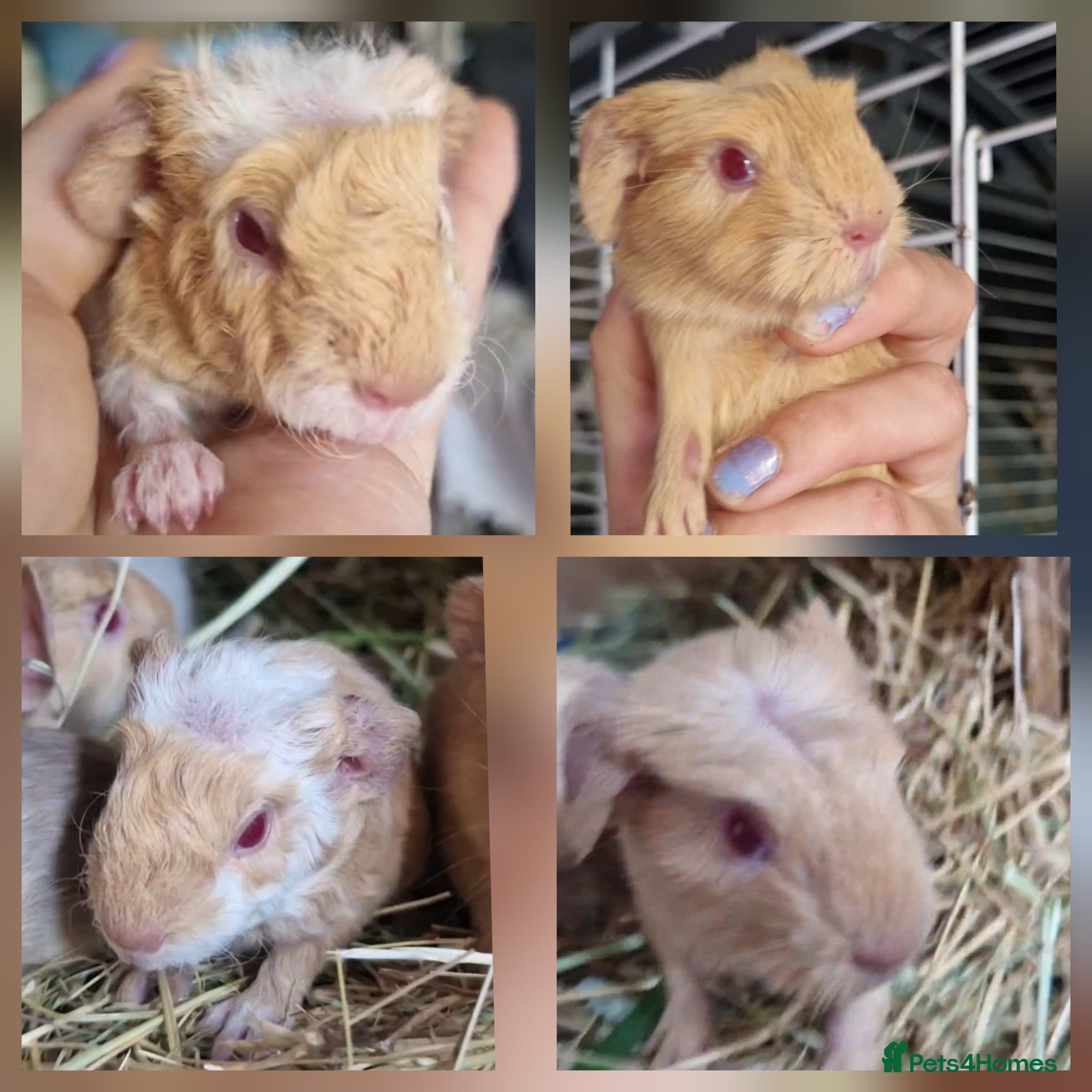 Guinea Pig rodents for sale: Two bond boys ready to go 30thjune 26 - Advert 9