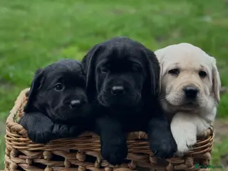 Labrador Retriever dogs Beautiful KC Registered Labrador Puppies - Advert 1