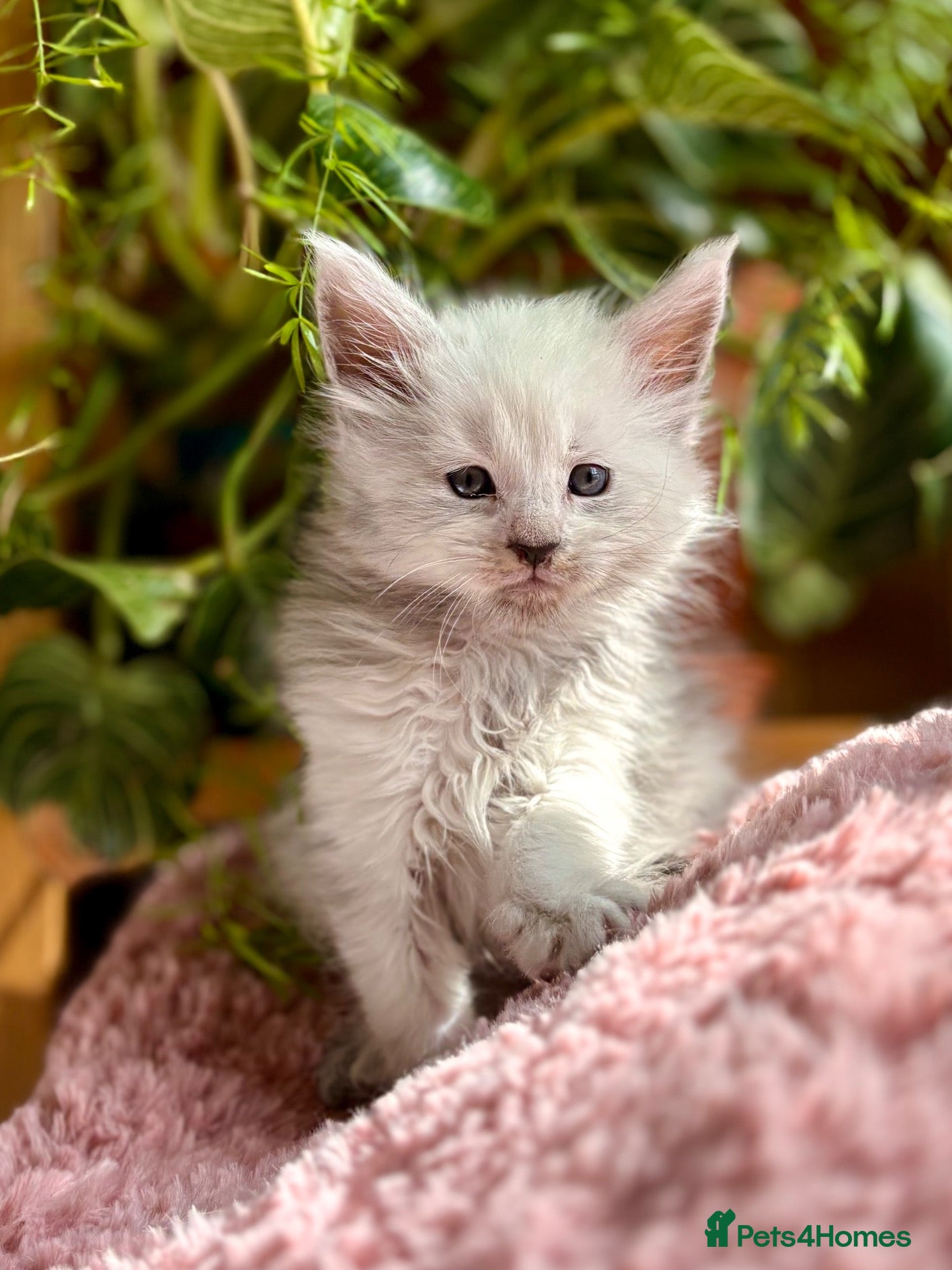 Maine Coon cats Beautiful Maine Coon Kittens - Advert 1
