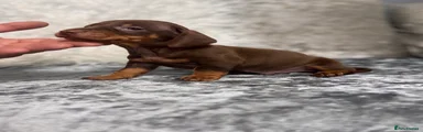 Miniature Dachshund Puppy 1