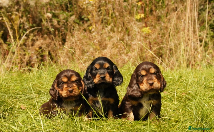 Cocker Spaniel dogs - Advert 13