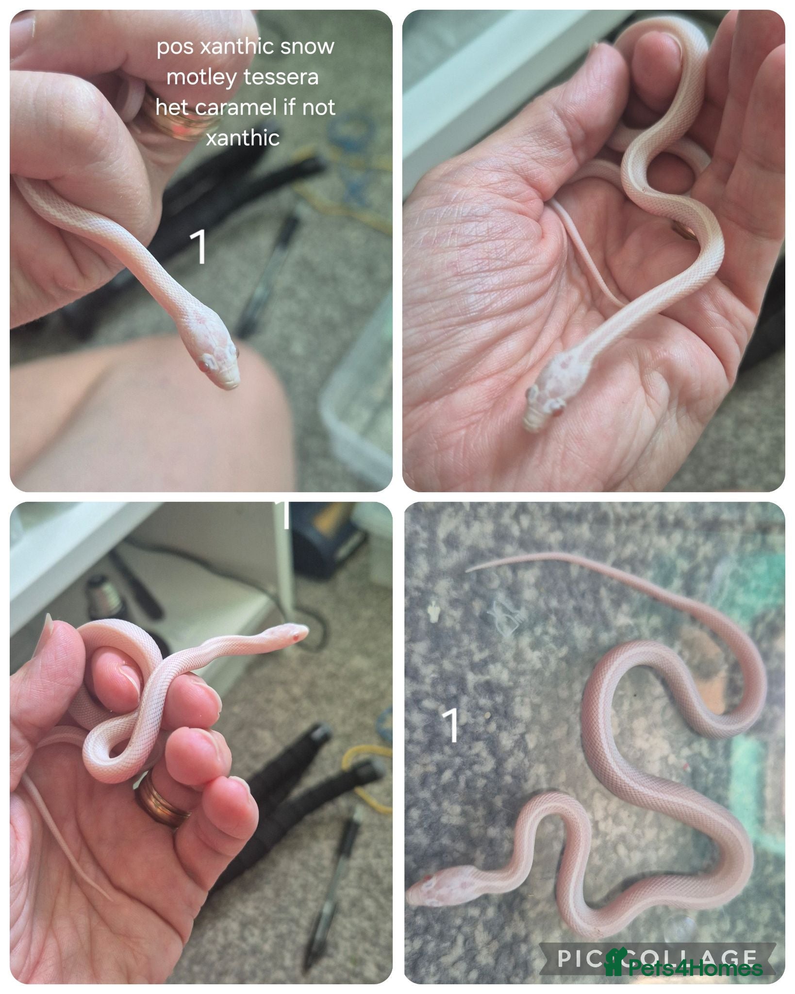 Corn Snake reptiles Baby corn snakes for sale ready from 6th September - Advert 2