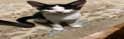 American Shorthair cats for sale: Amazing kittens  in Mitcham - Advert 9