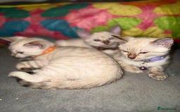 Bengal cats for sale: Blue Eyes Snow Lynx Bengal Kittens - Image 36