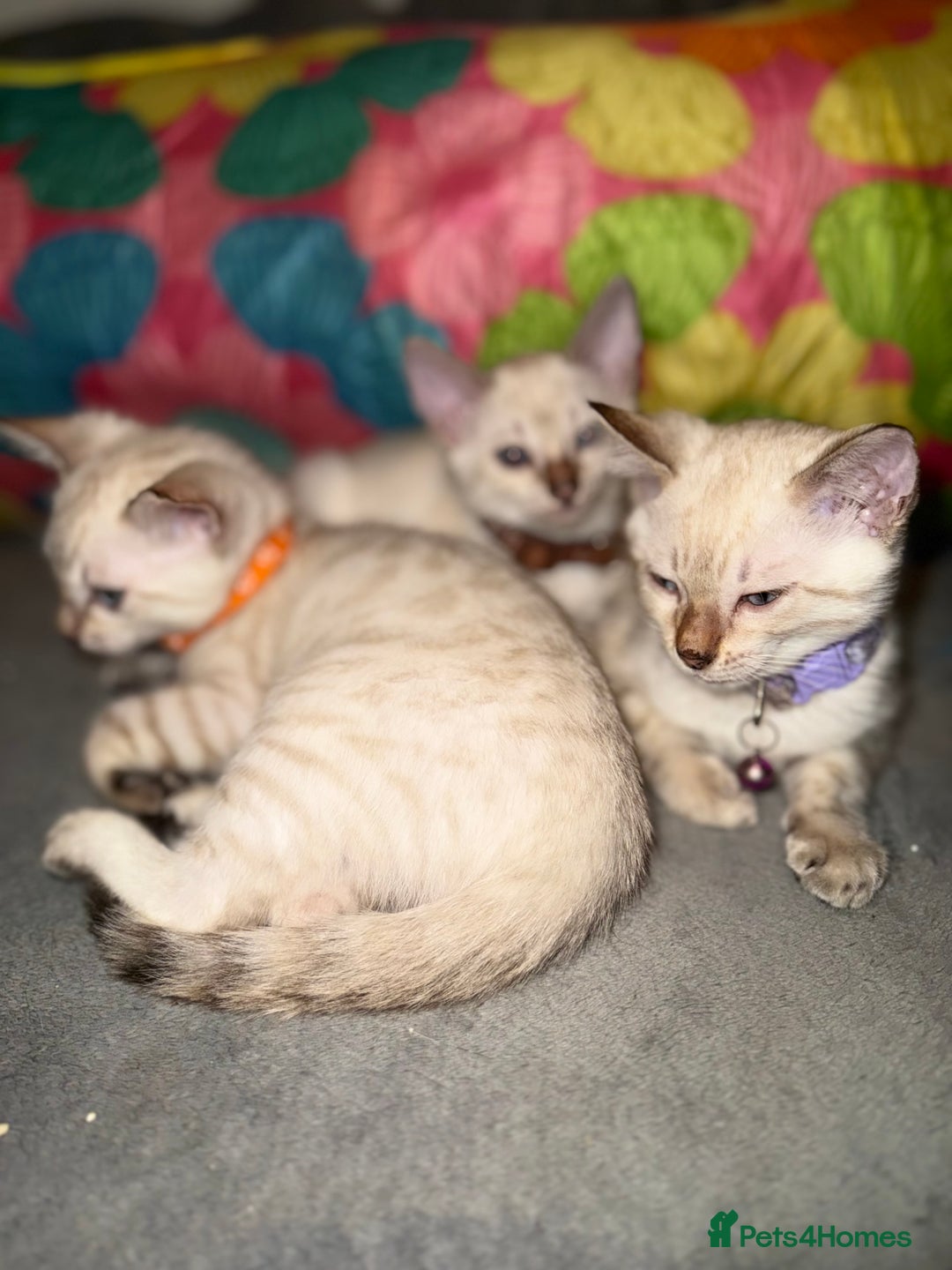 Bengal cats for sale: Blue Eyes Snow Lynx Bengal Kittens - Image 36